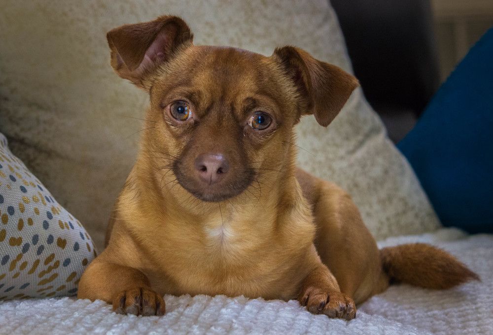 друг человека