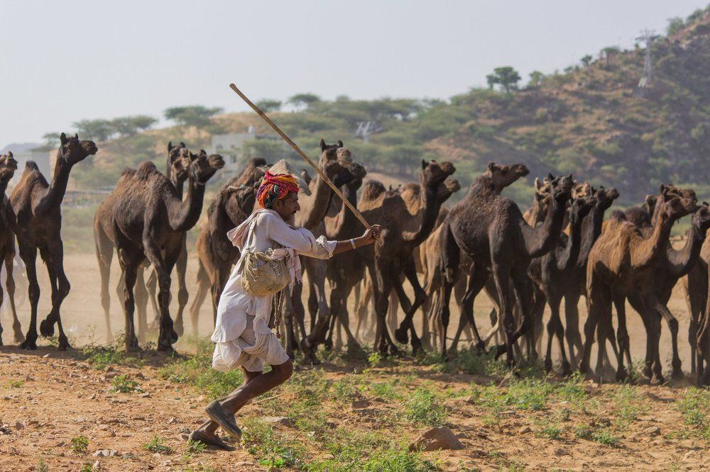 Pushkar Camel Fair