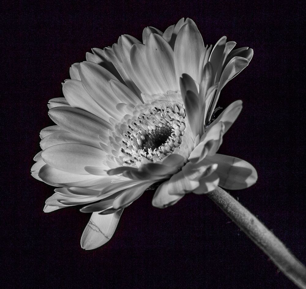 flowers without colors