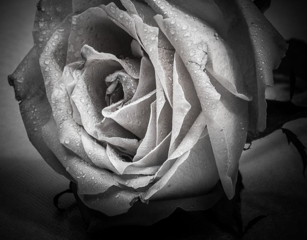 rose without feelings