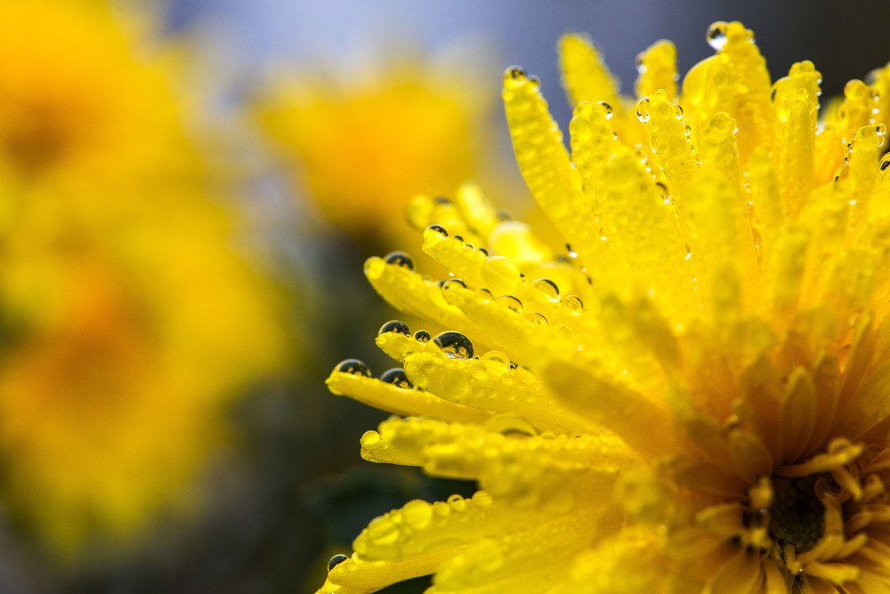 Слезы небесных глаз