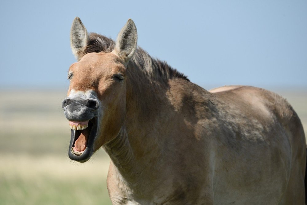 Вот насмешил!