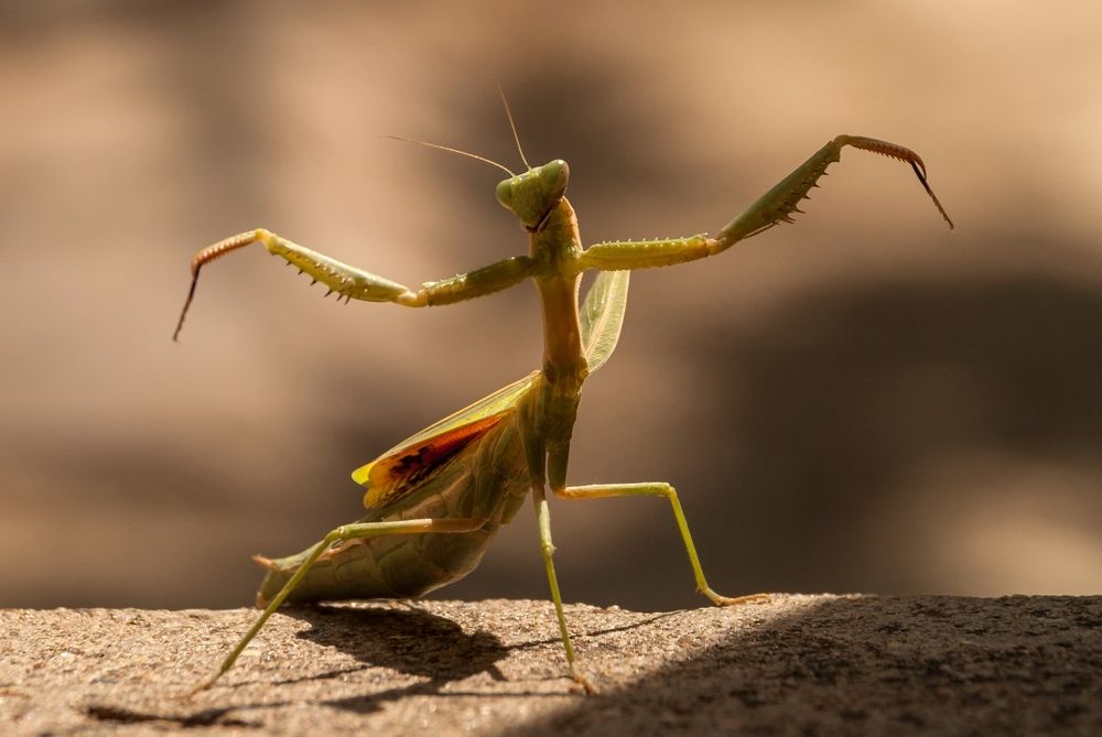 Женское Коварство