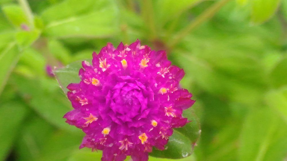 Love of flower