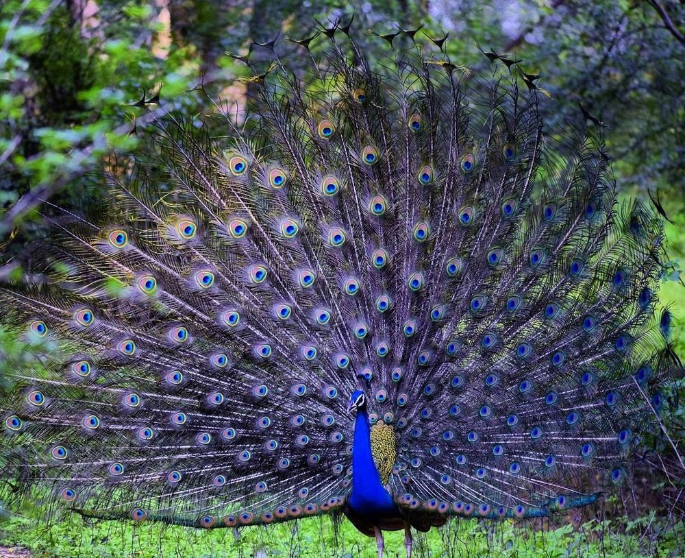 Indian peafowl