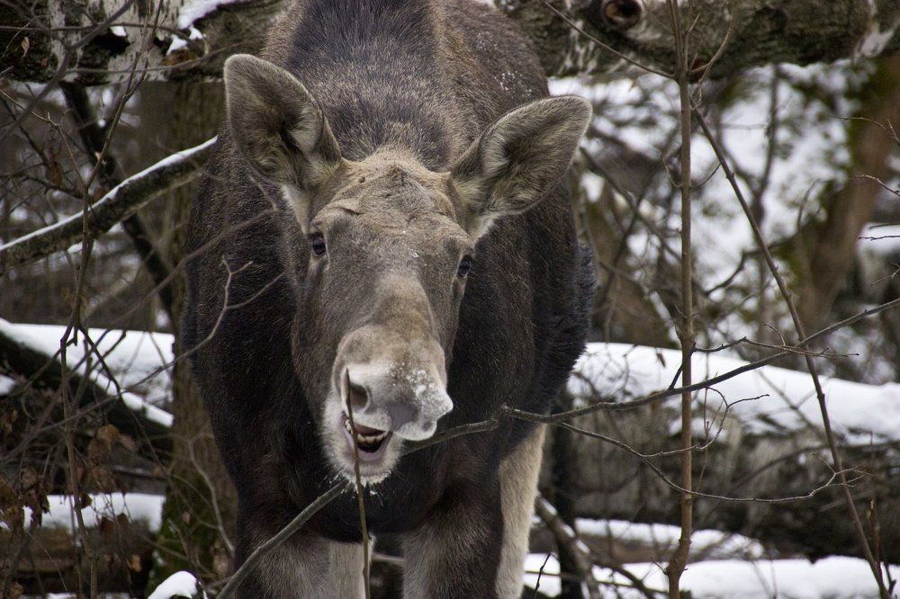 Москва, Лосиный остров