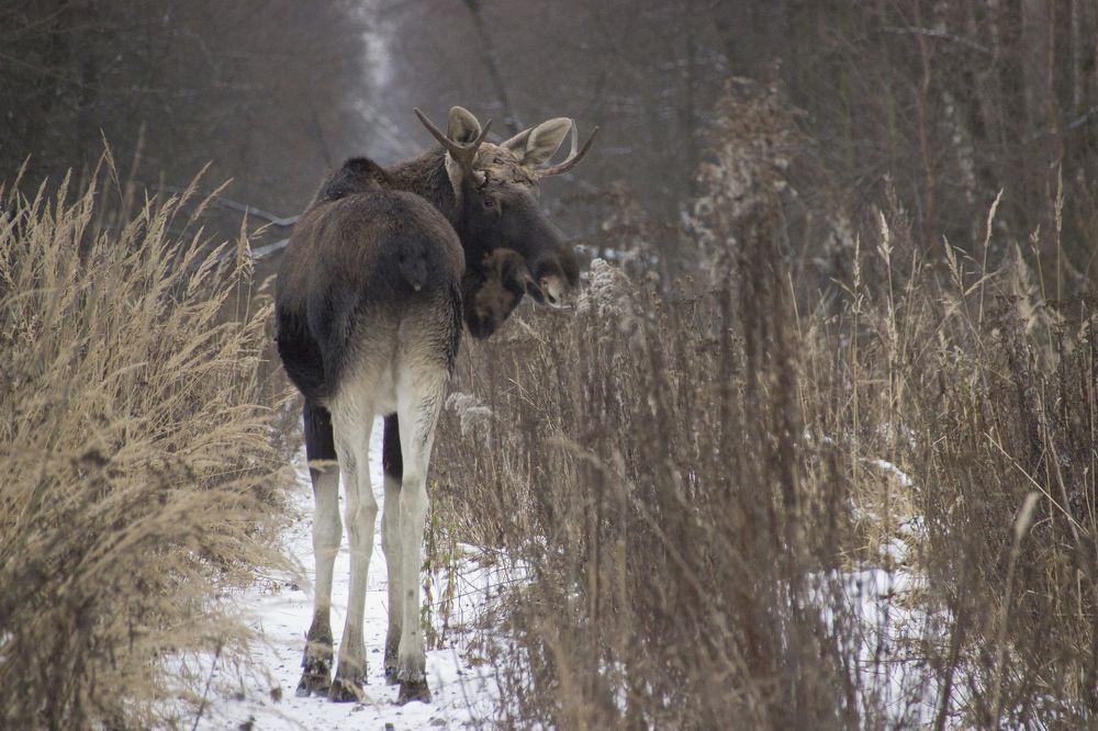 Москва, Лосиный остров