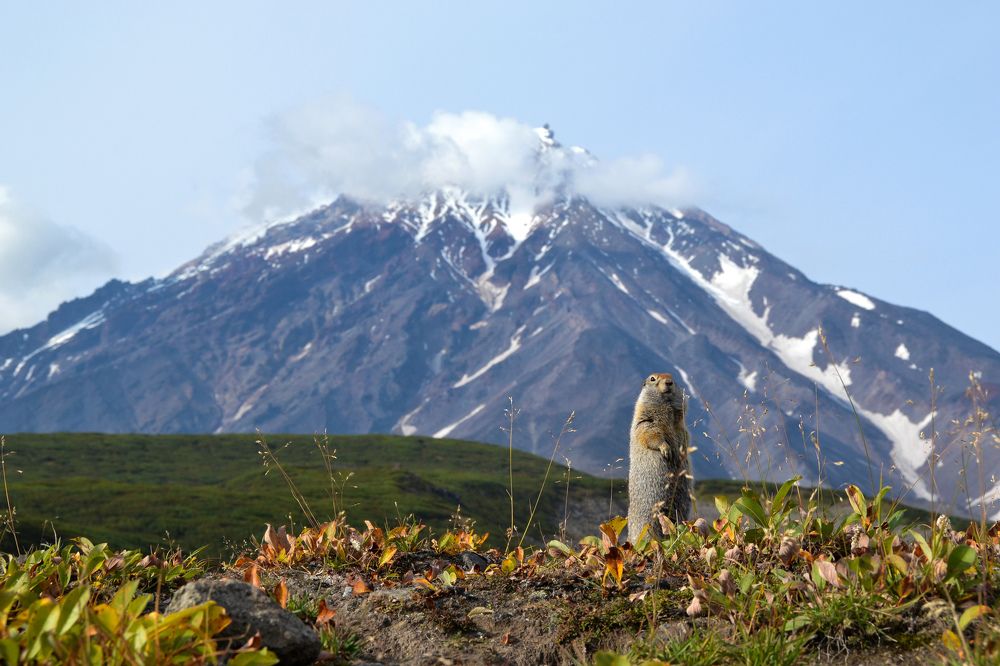 Камчатский суслик