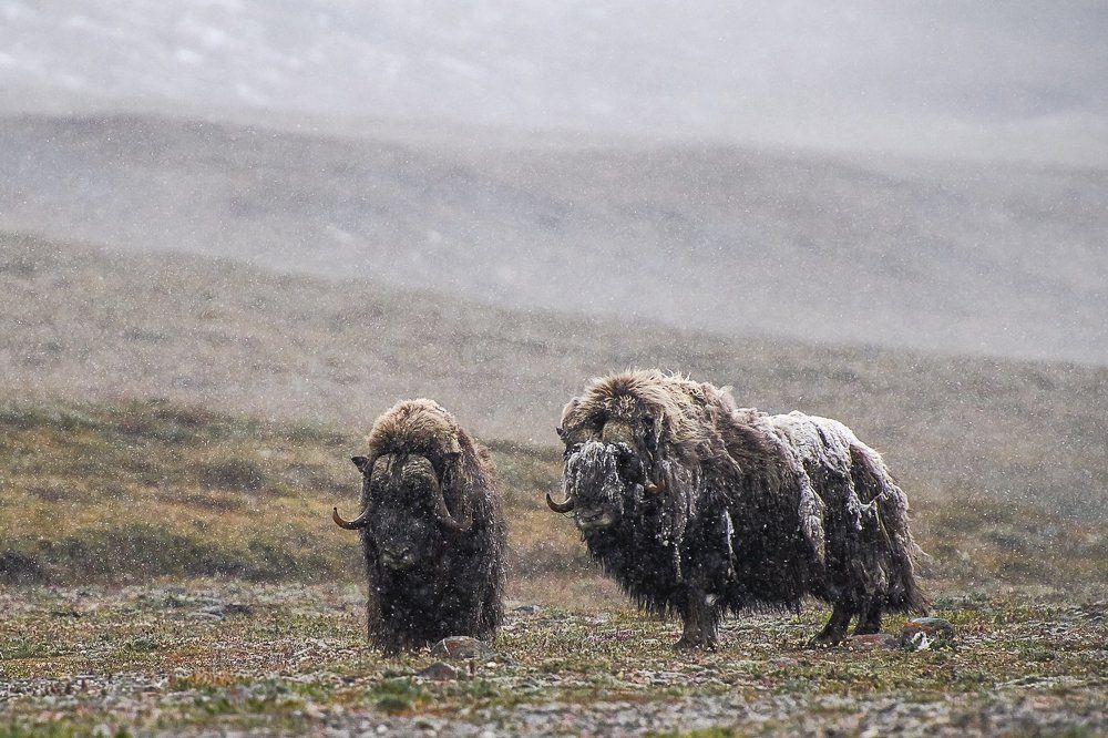 Северное лето