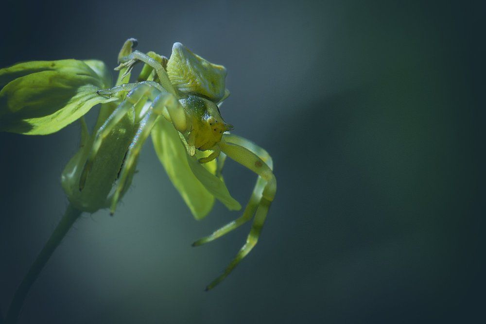 Наблюдательный пост