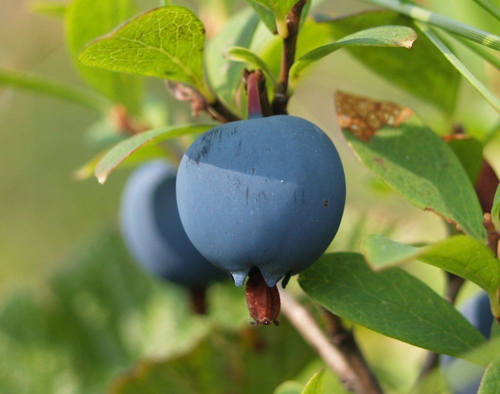 ягодка моя.....