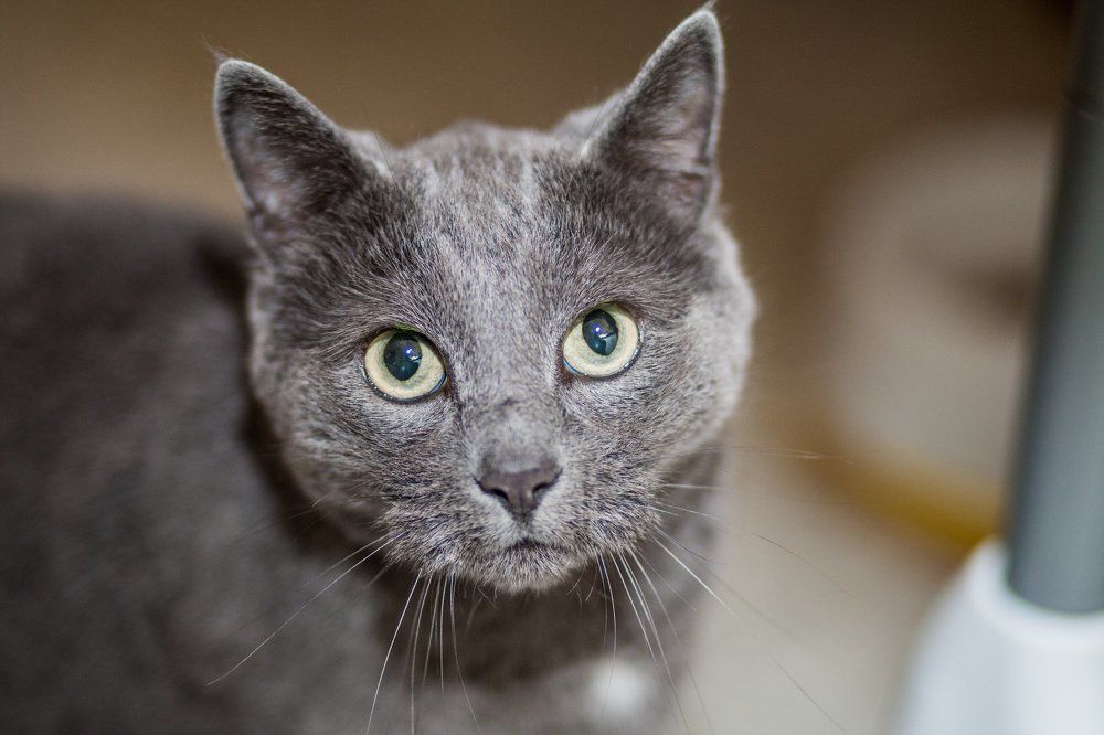 И у животных есть свой взгляд