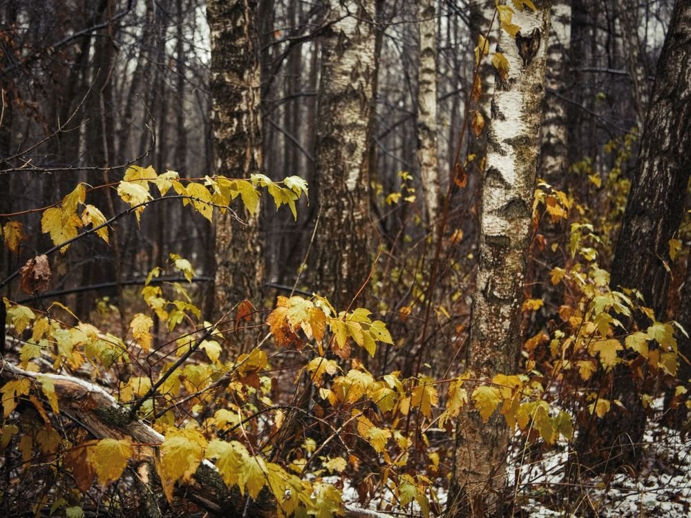 Последняя листва