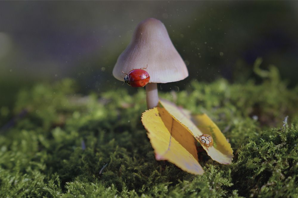 Фотография автора Билан Виктория