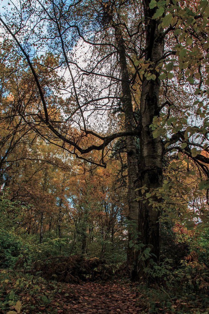 Старая береза