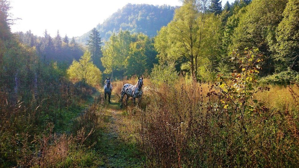 Konjuh