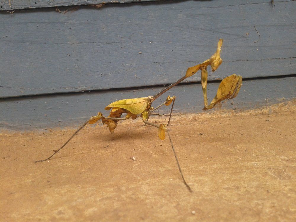 praying mantis