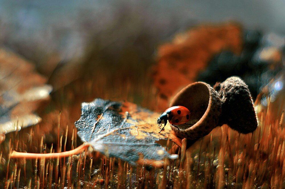 По осенним следам