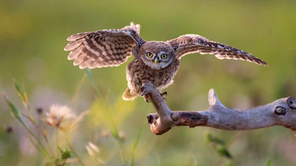 Молодой домовый сыч