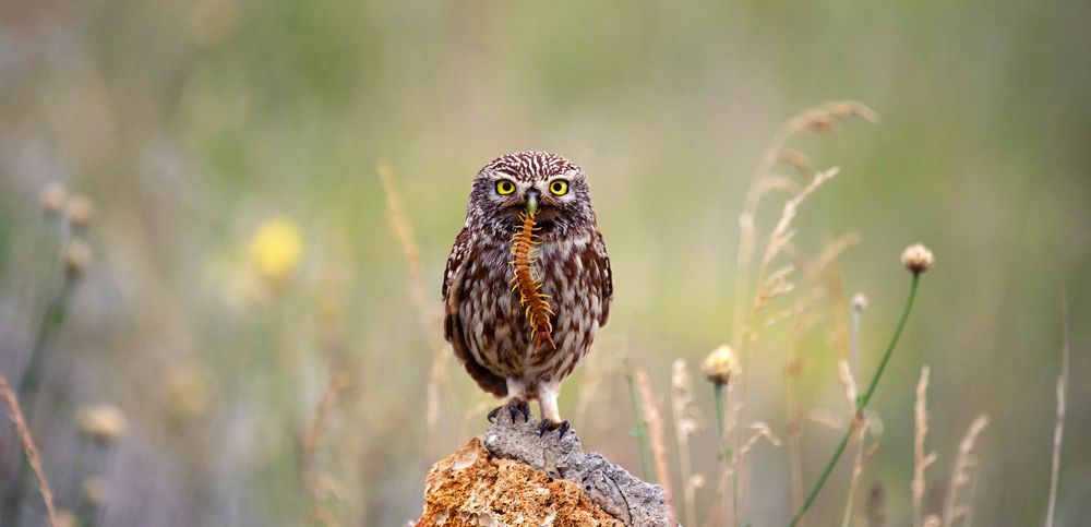 Домовый сыч