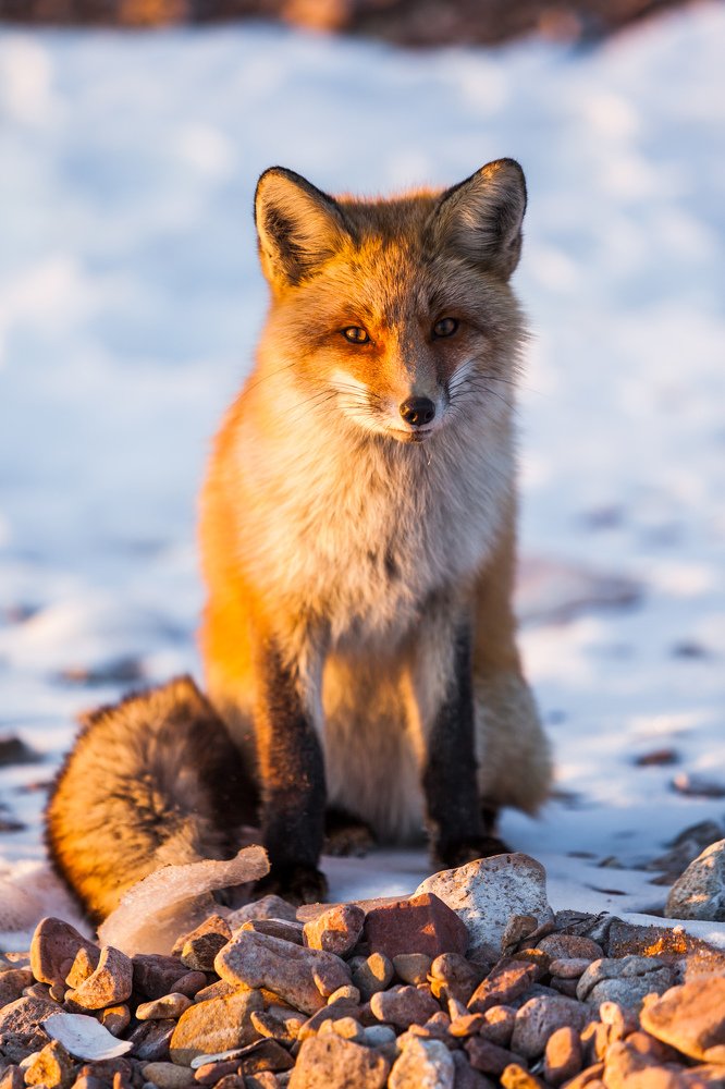 Рыжая лисичка