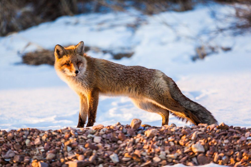 Вечерние потягушки