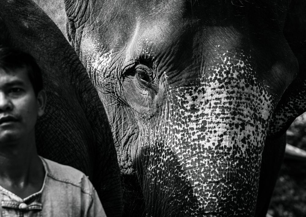 The man and the elephant