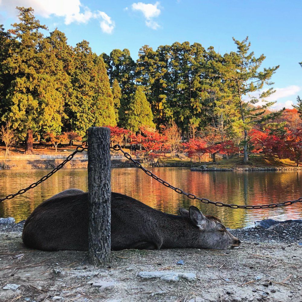 Nara park
