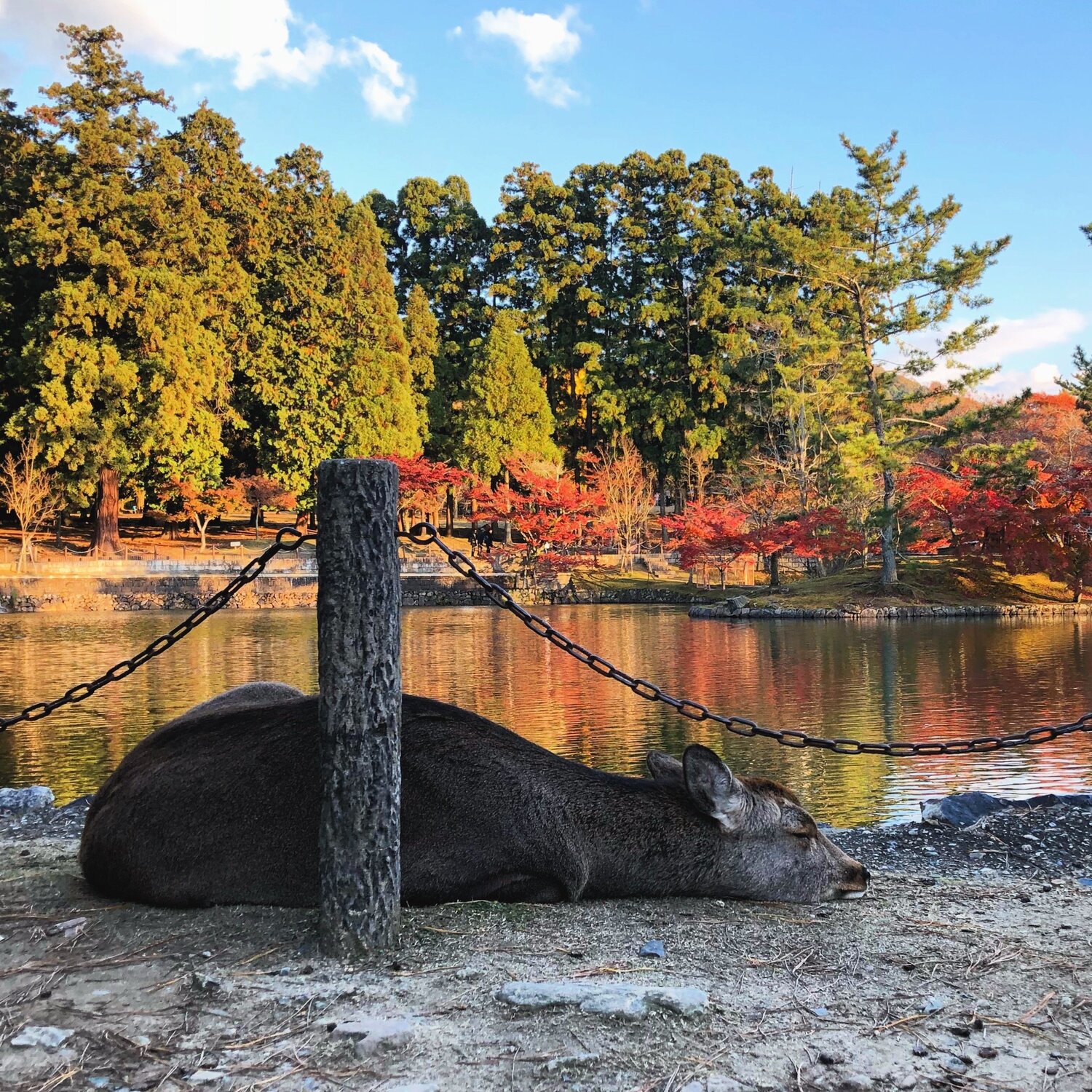 Nara park
