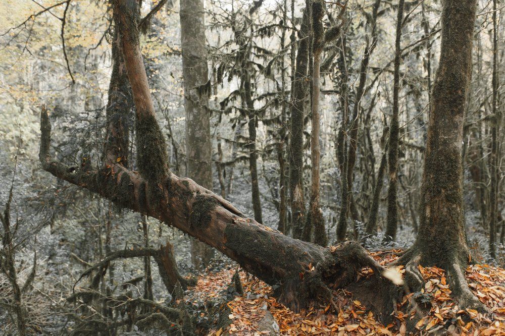 Тисо Самшитовая роща