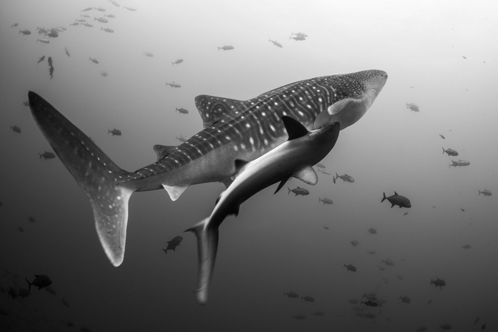 Whaleshark and silky shark deparasiting