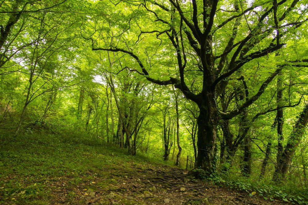 зачарованный лес.