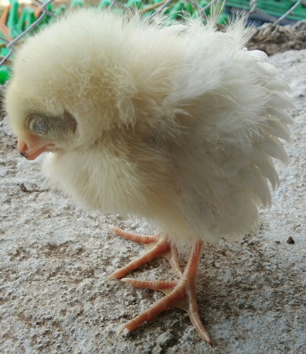 Sleeping chick