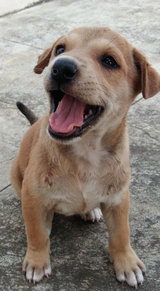 My puppy #Hope