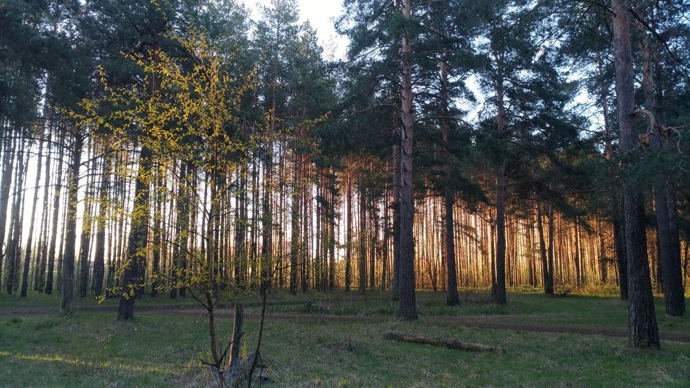 Зорька
