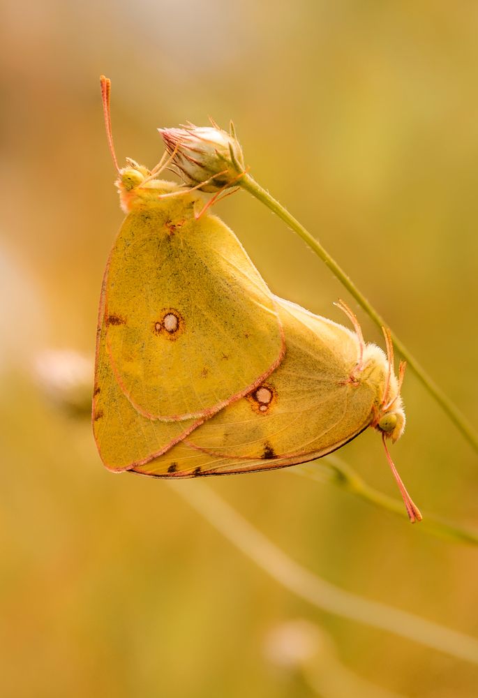 Сердце жизни