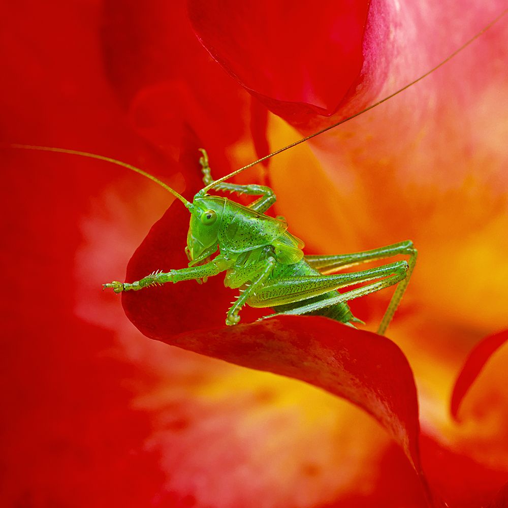 Цветочный гламур