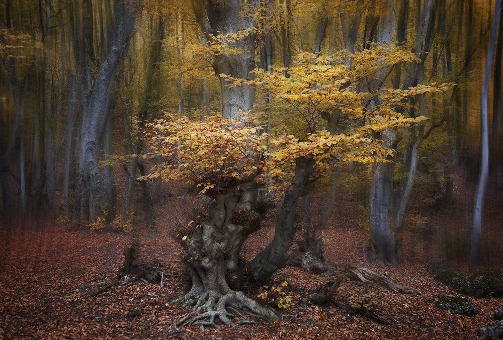 Золотое настроение