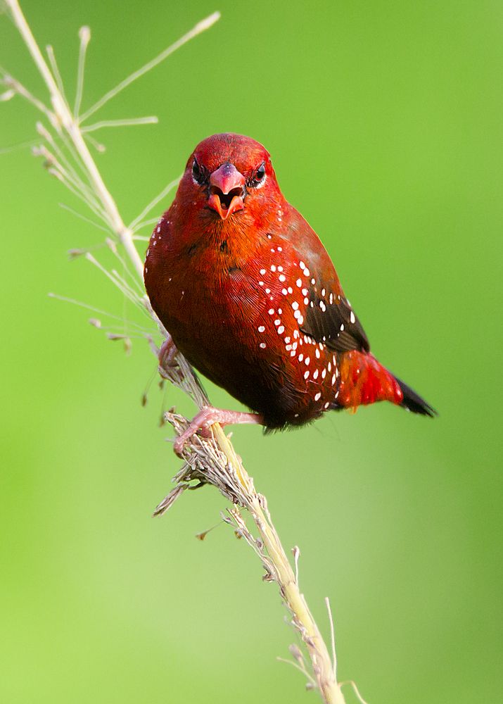 Red Bird in Green background