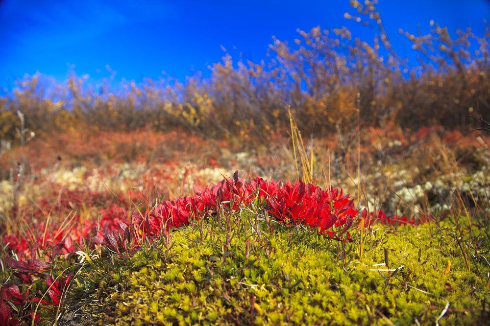 осень в тундре