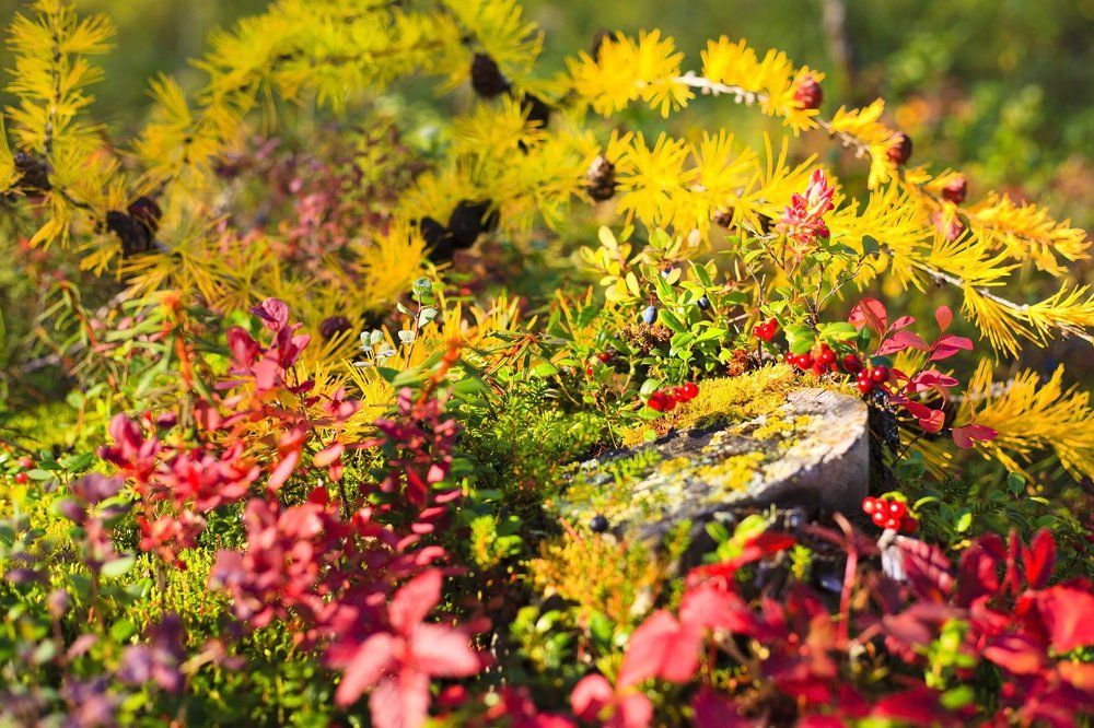 ягоды на пне