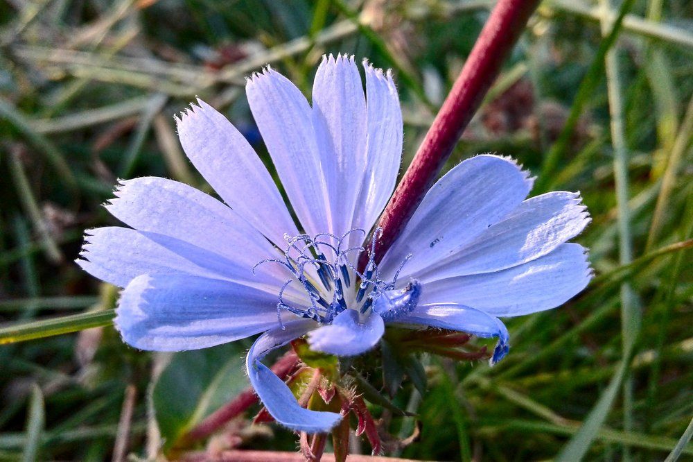 Голубой цветок