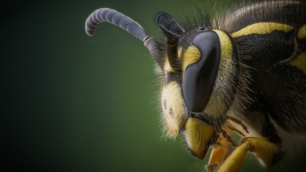 Портрет королевы ос