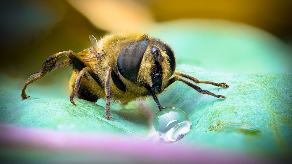 Завтрак журчалки