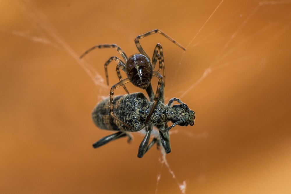 Гибель Инквизитора