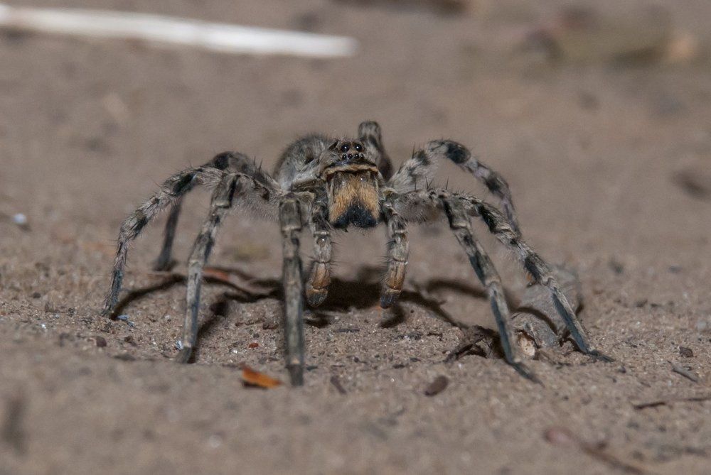 Южнорусский Тарантул