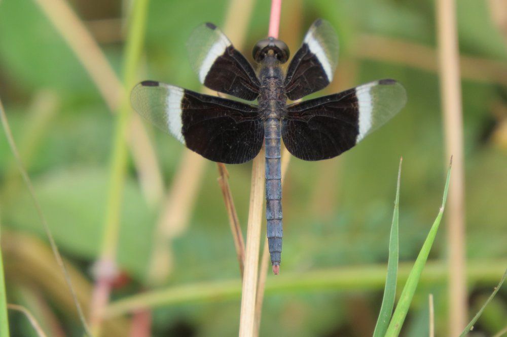 Colourful Arthur that's nature