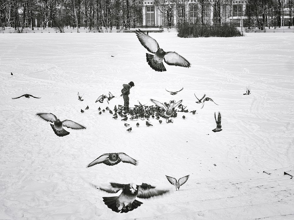 Как правильно кормить голубей