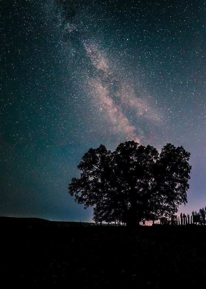 Суворовский дуб