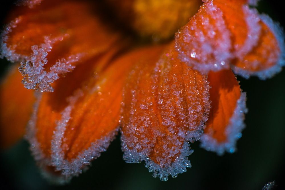 Сахарные лепестки